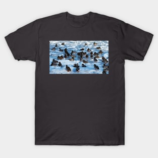 Mallard Ducks Sitting In The Snow T-Shirt